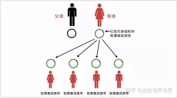 果蝇研究揭示只有母系线粒体被遗传的机制