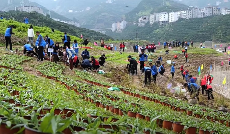 科研人员对极危植物苍背木莲实施野外回归