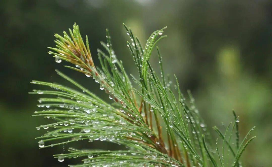 科研人员对极危植物苍背木莲实施野外回归