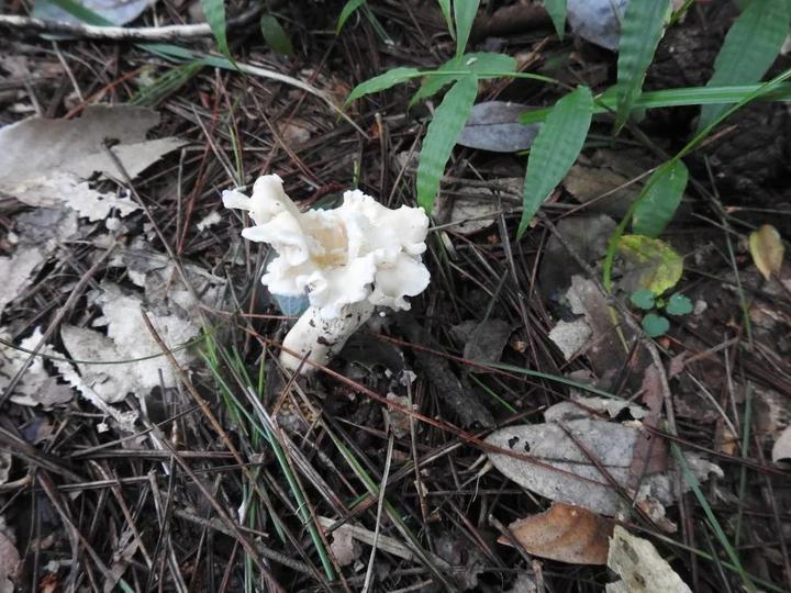 朱鹮故乡发现了新蘑菇