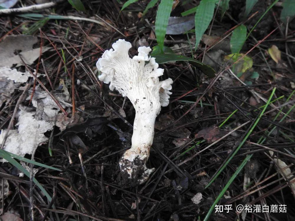 朱鹮故乡发现了新蘑菇