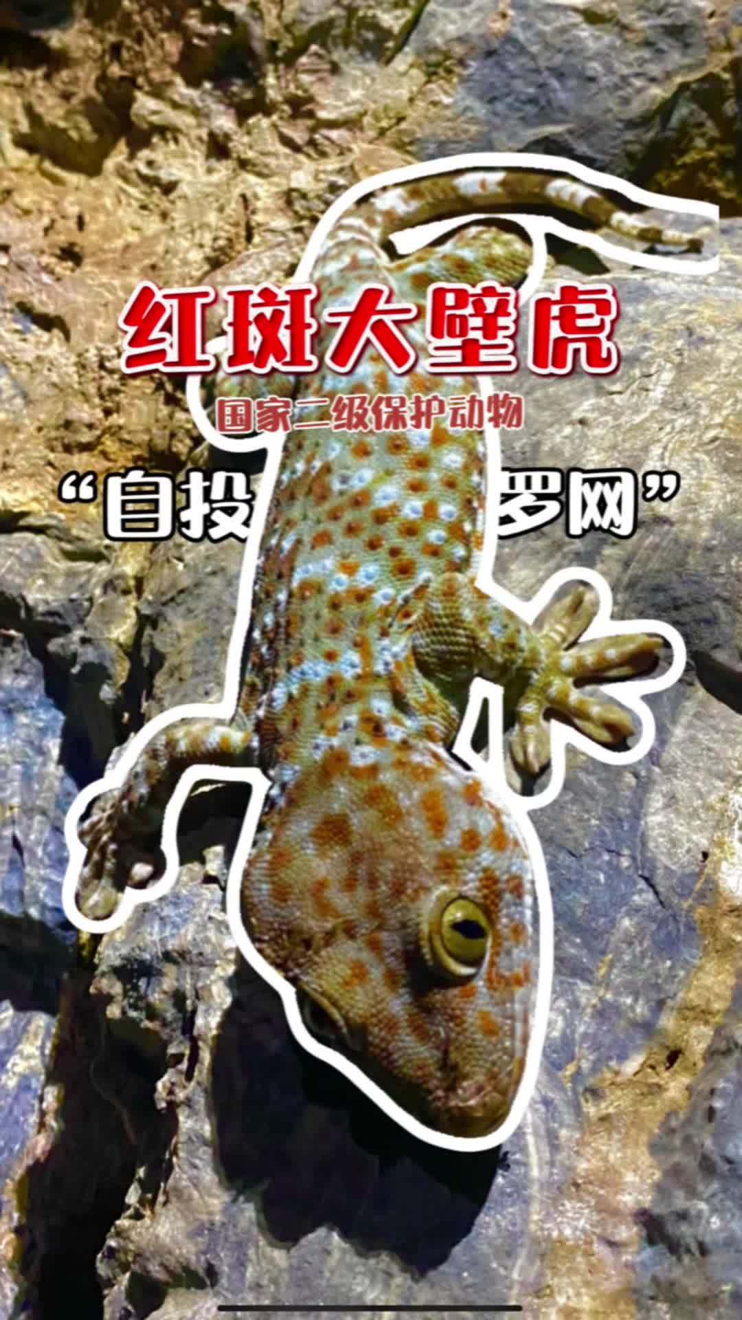 时隔百余年 海南发现壁虎属新物种