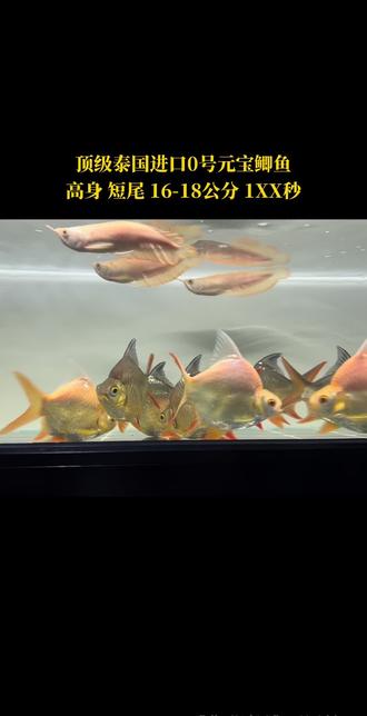 泰国观赏鱼位居中国第三大进口国