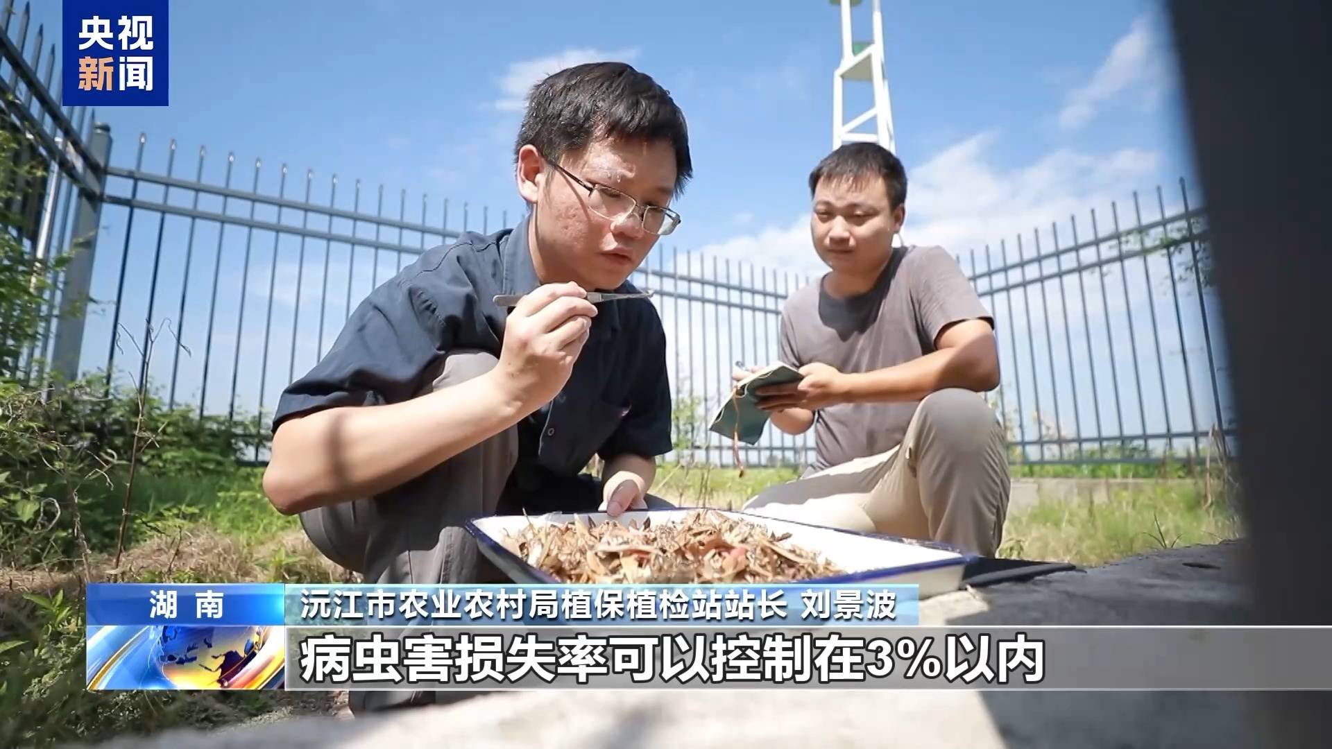 农业农村部部署秋粮作物中后期重大病虫害防控工作