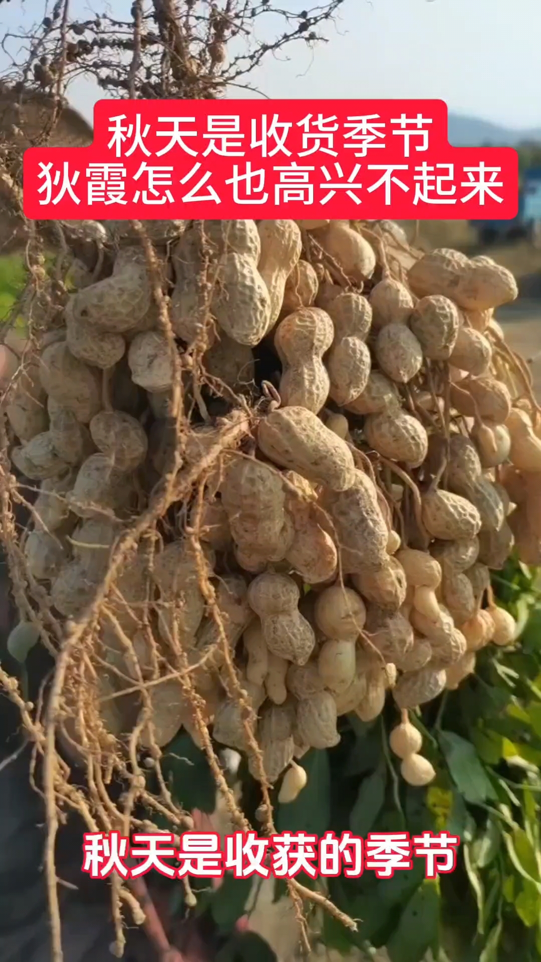 东达尔富尔州即将进入花生收获期