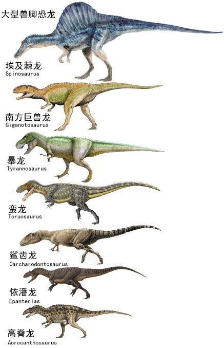 我科学家成功绘制陆地棉进化路线图