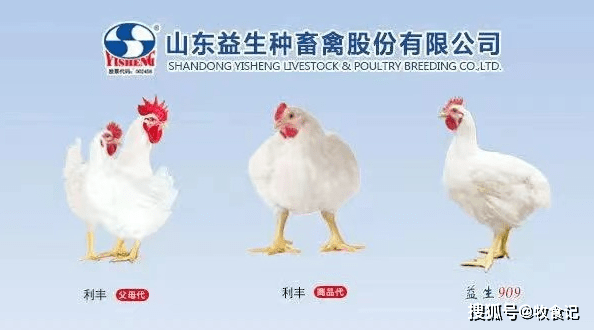 益生股份：1月份白羽肉鸡苗销售收入同比下降2.62%